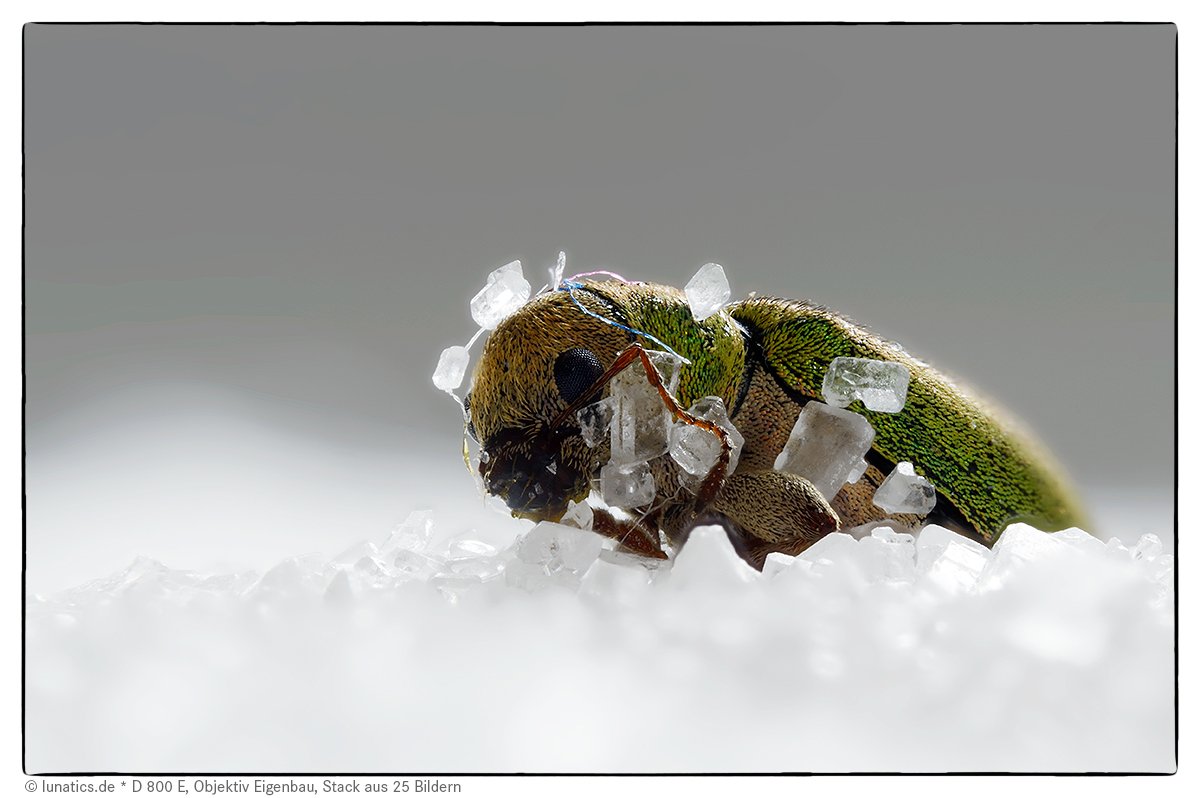 Pachyrhinus lethierryi