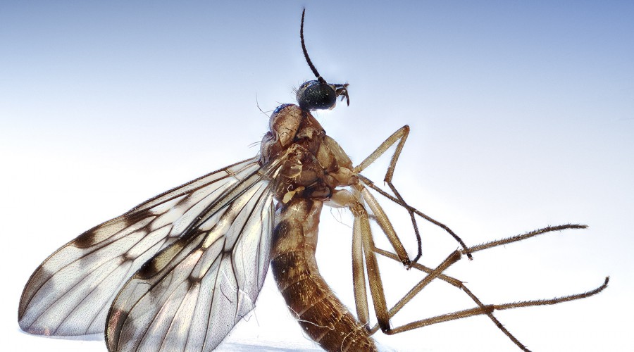 Sylvicola fenestralis