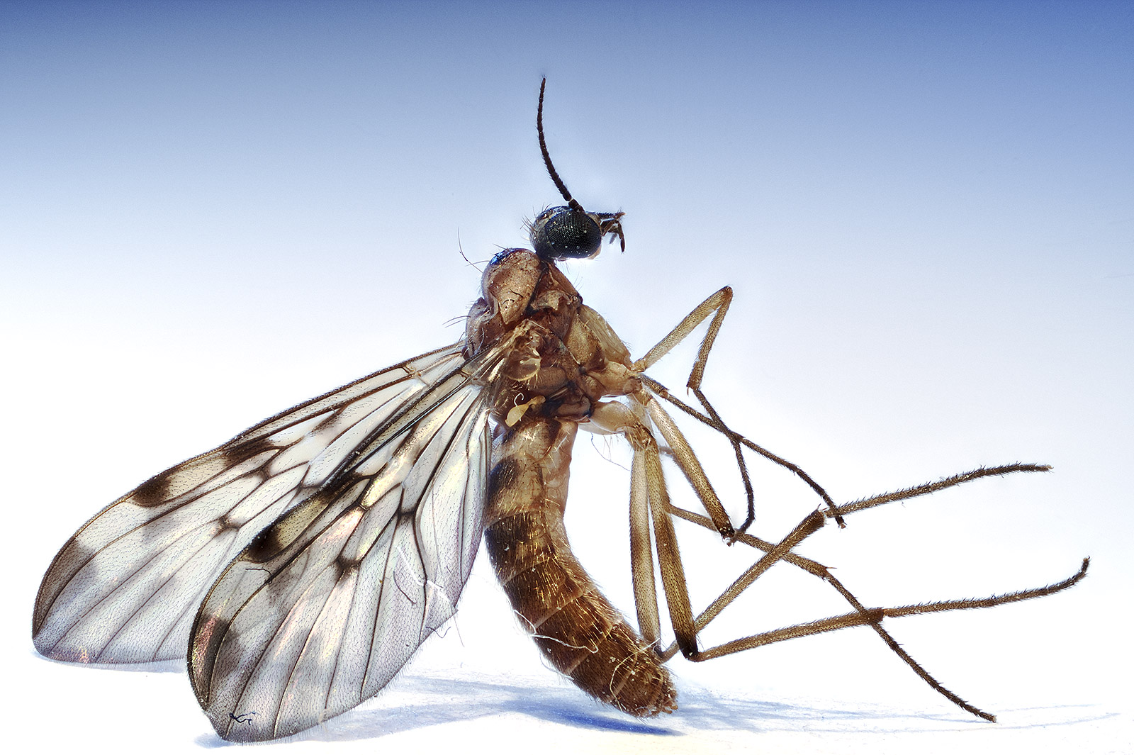 Sylvicola fenestralis