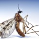 Sylvicola fenestralis