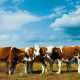 Cows