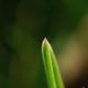 Grasspitze
