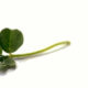 Wassertropfen…