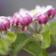 Apfelblüte