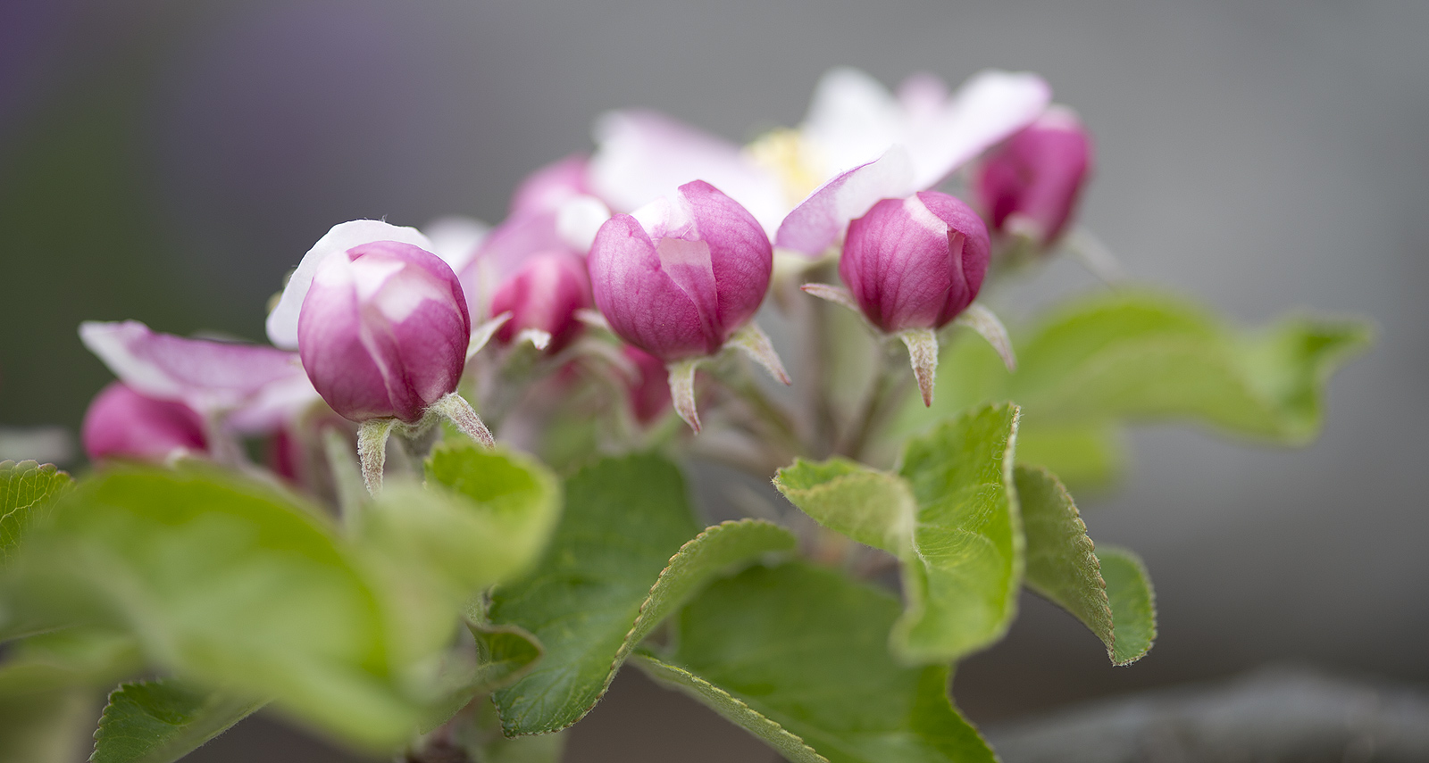 Apfelblüte