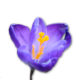 Krokus