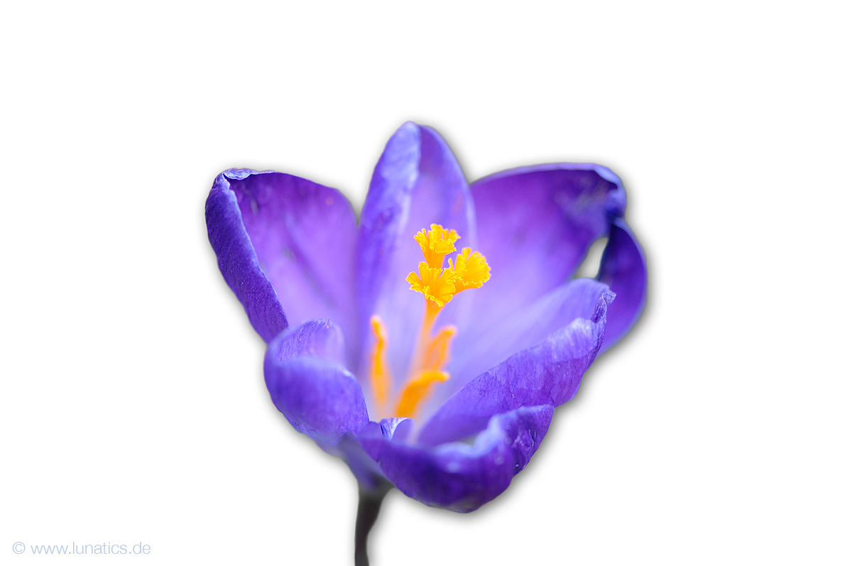 Krokus